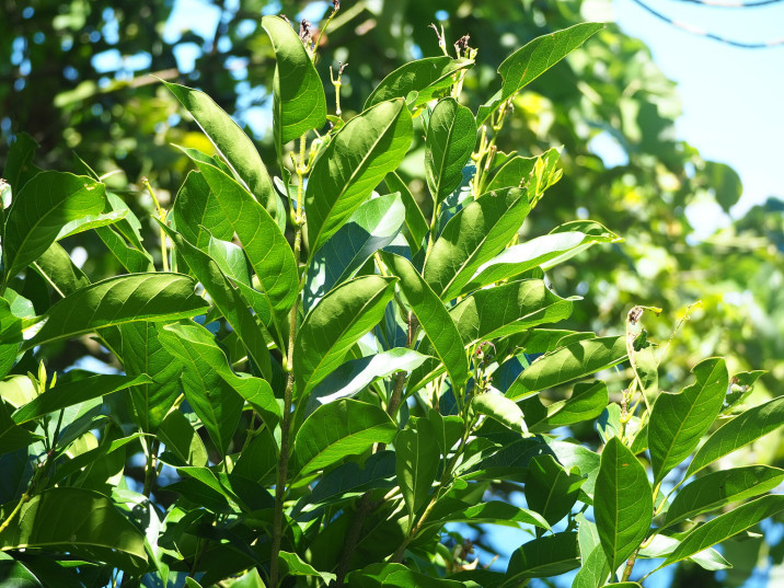 Chionanthus ramiflorus