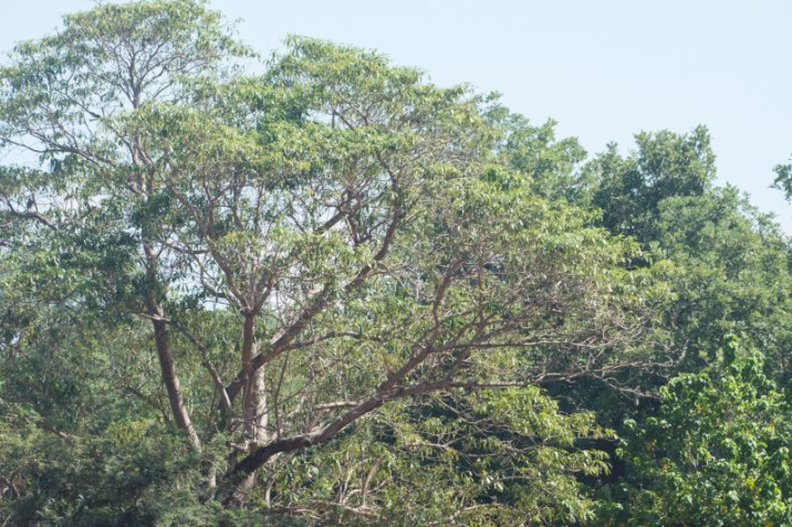 Rauvolfia caffra