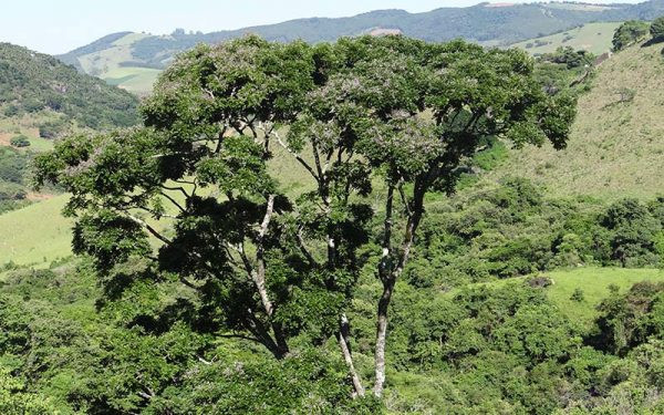 Lonchocarpus muehlbergianus