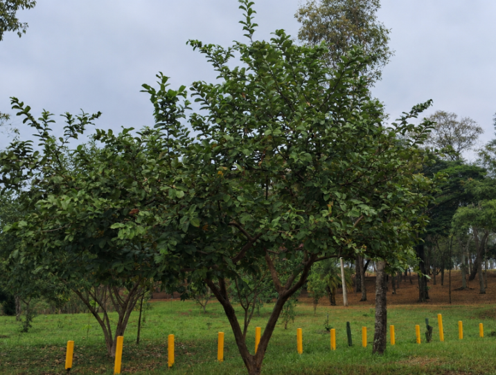 Psidium guajava