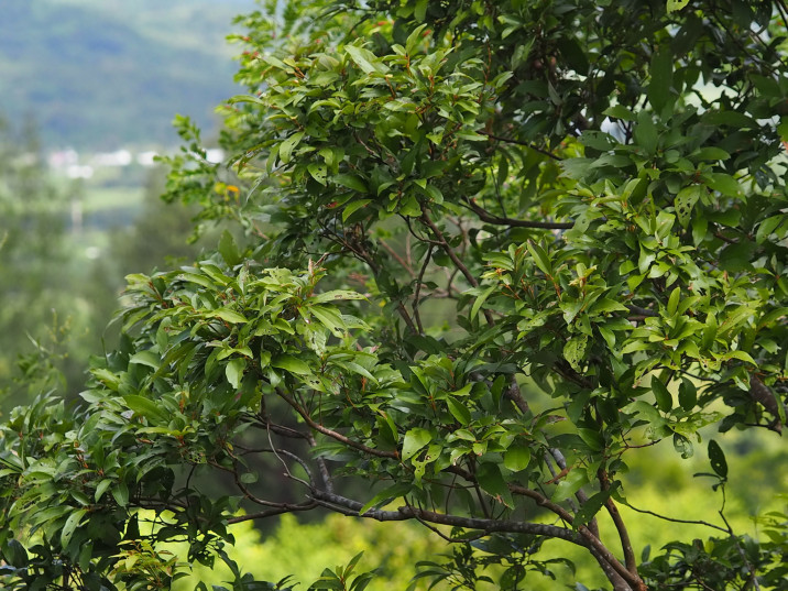 Mallotus philippensis