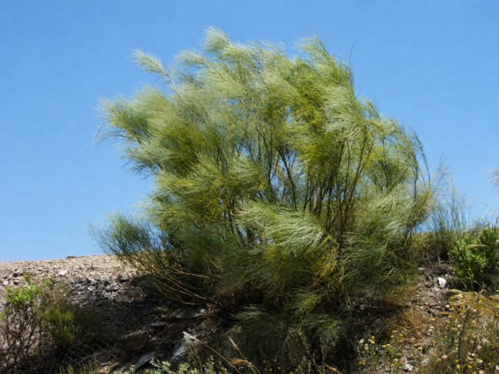 Retama sphaerocarpa