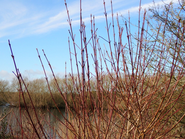 Cornus sanguinea