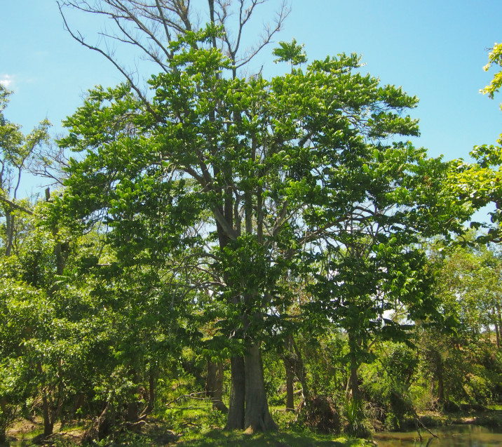 Dysoxylum mollissimum