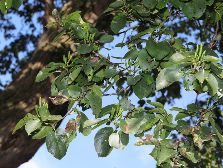 Alnus cordata