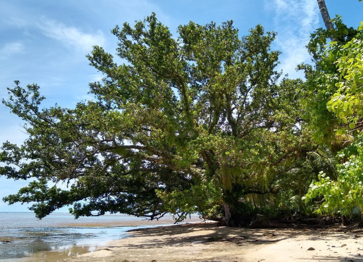 Calophyllum inophyllum
