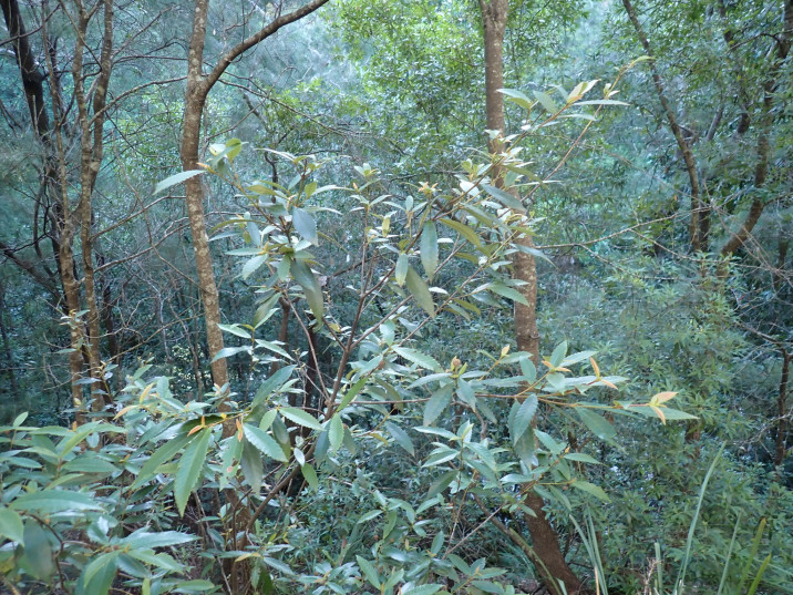 Callicoma serratifolia