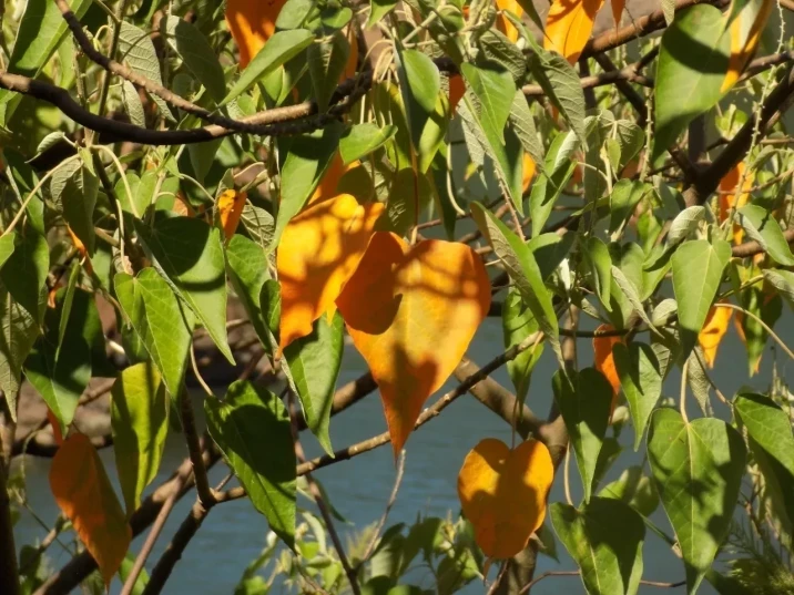 Croton urucurana