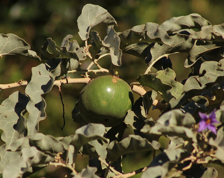 Solanum lycocarpum