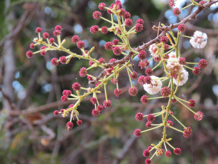 Acacia concinna