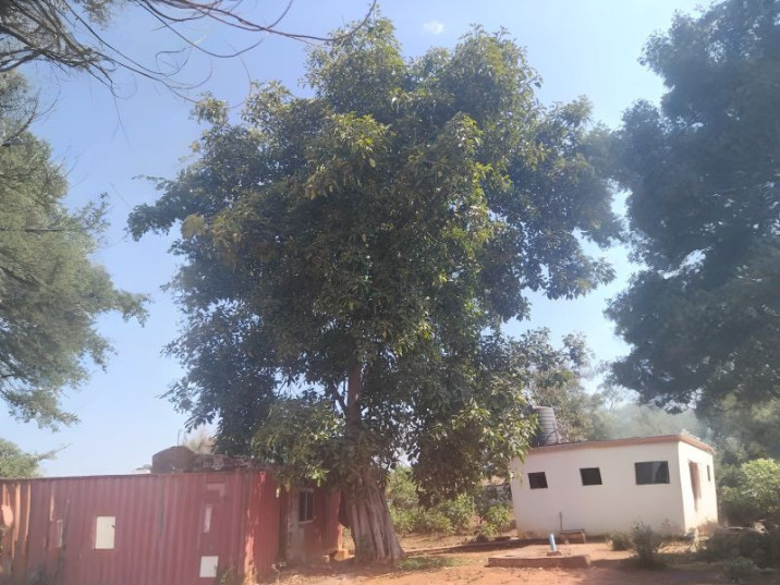 Ficus thonningii