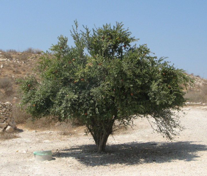 Punica granatum