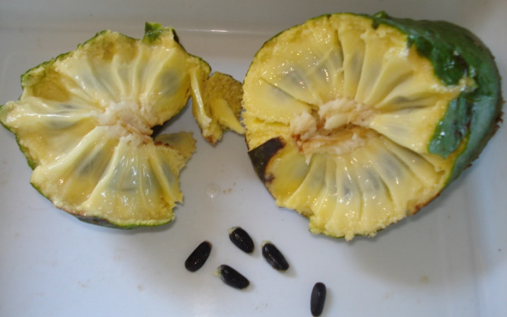Annona cacans