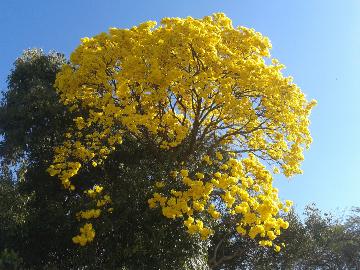 Handroanthus chrysanthus
