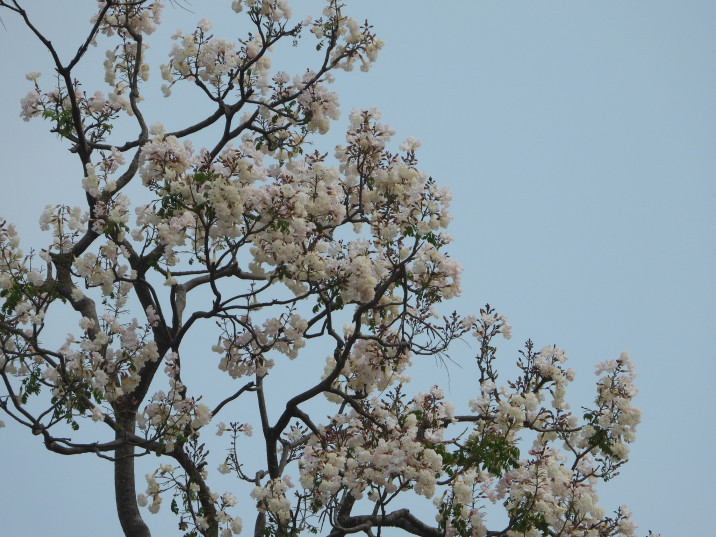 Tabebuia roseoalba