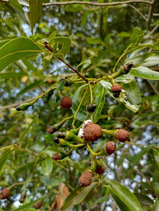 Ocotea diospyrifolia