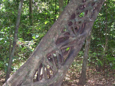 Ficus pleurocarpa