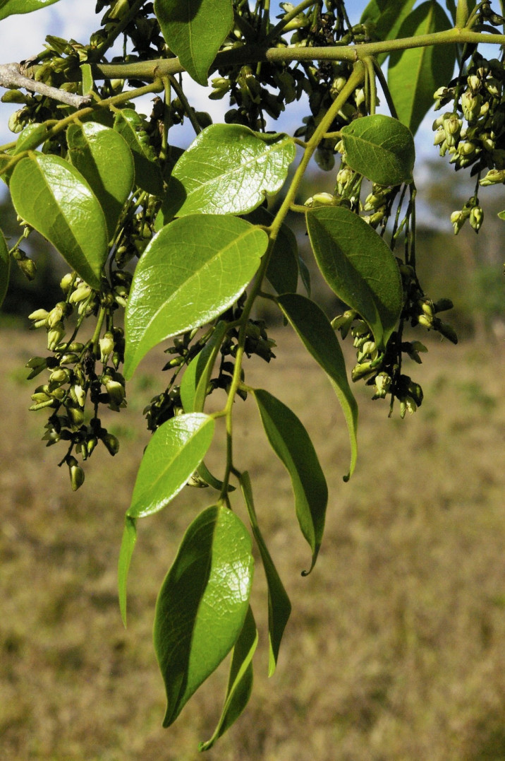 Machaerium brasiliensis