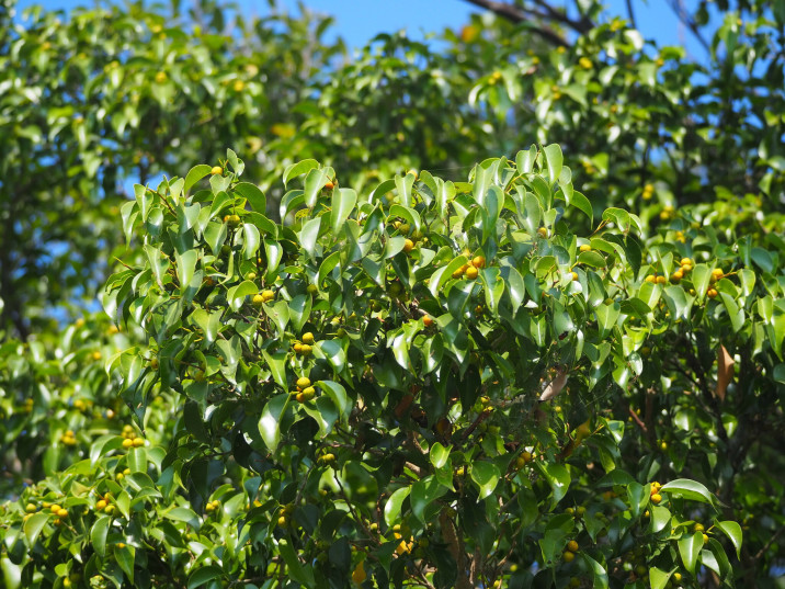 Ficus benjamina
