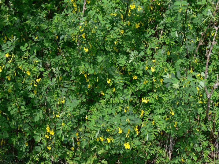 Coronilla emerus