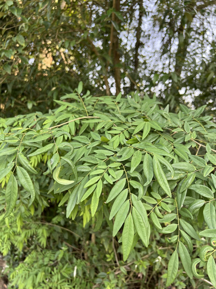 Machaerium stipitatum