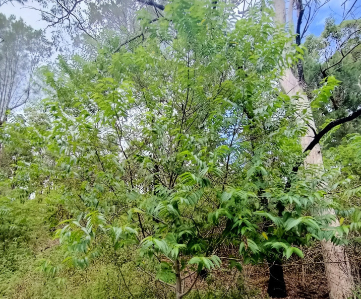 Trema tomentosum