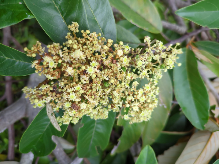 Alphitonia petriei