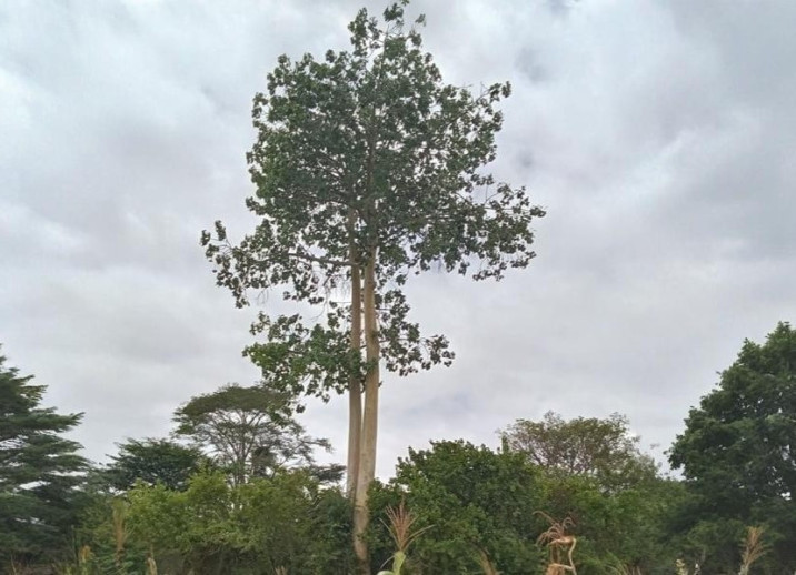 Sterculia Appendiculata