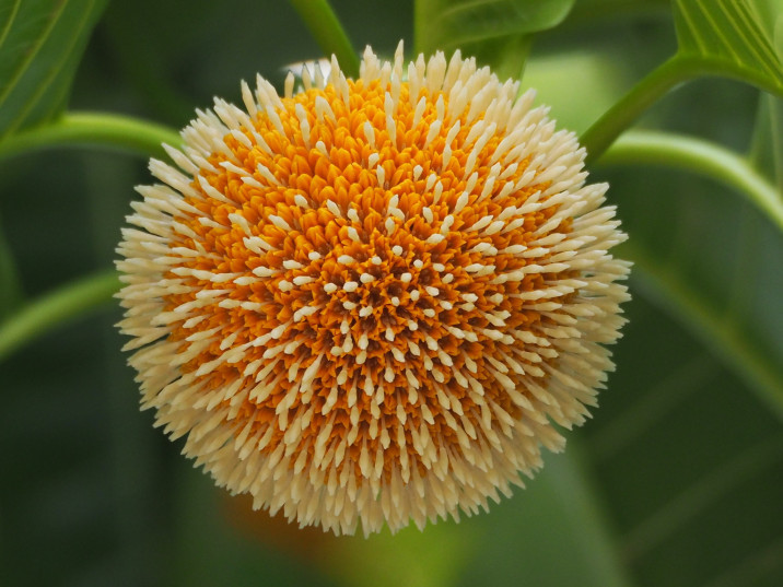 Neolamarckia cadamba
