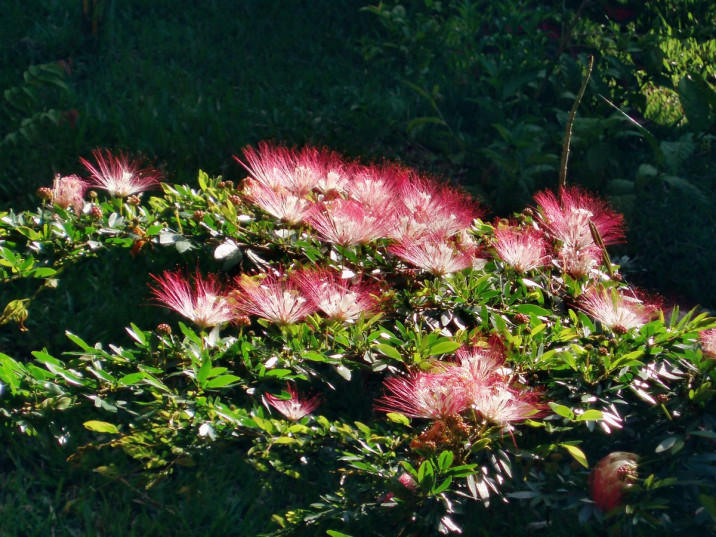 Calliandra angustifolia