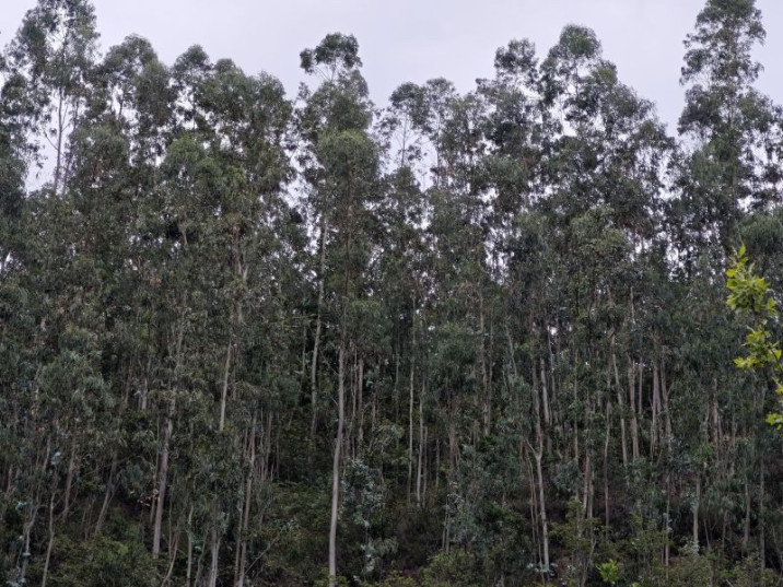 Eucalyptus globulus
