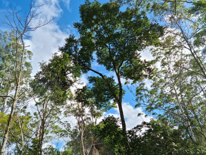 Toona ciliata