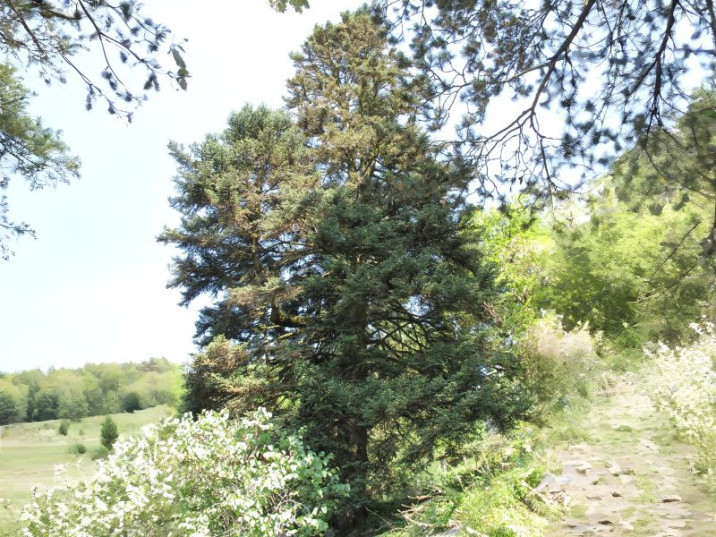 Abies pinsapo