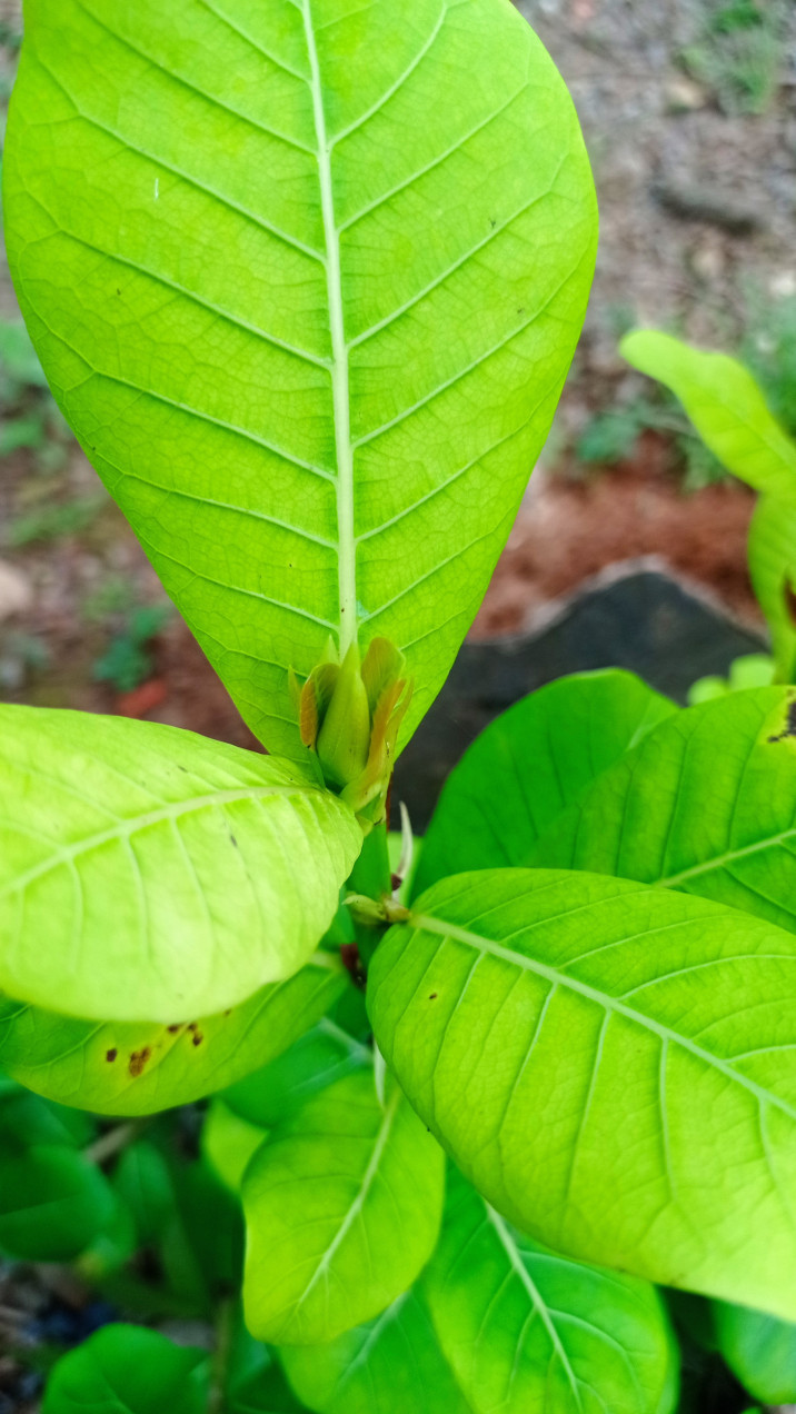 Ficus enormis