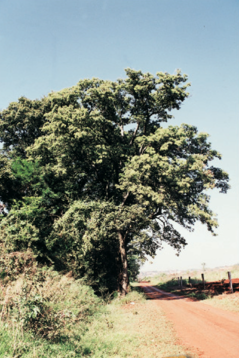 Gallesia integrifolia