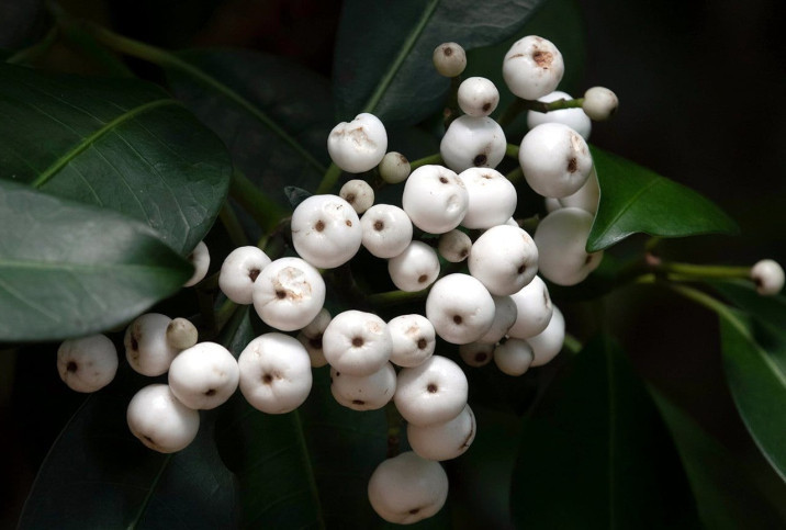 Syzygium hemilamprum