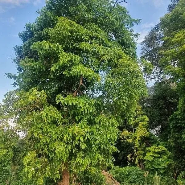Tabernaemontana stapfiana