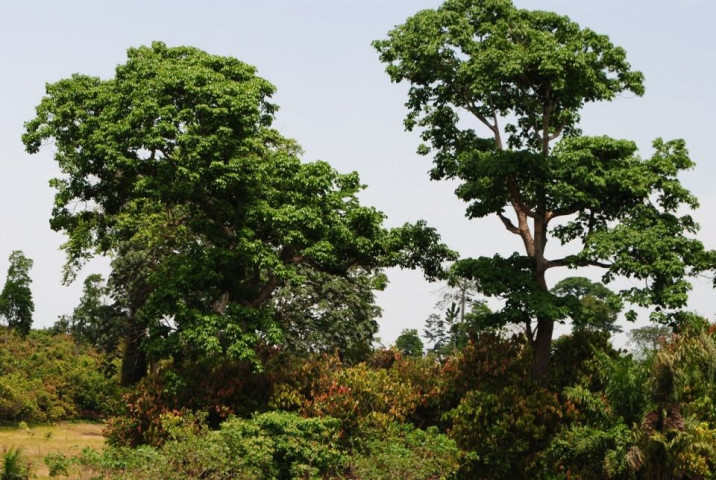 Ricinodendron heudelotii