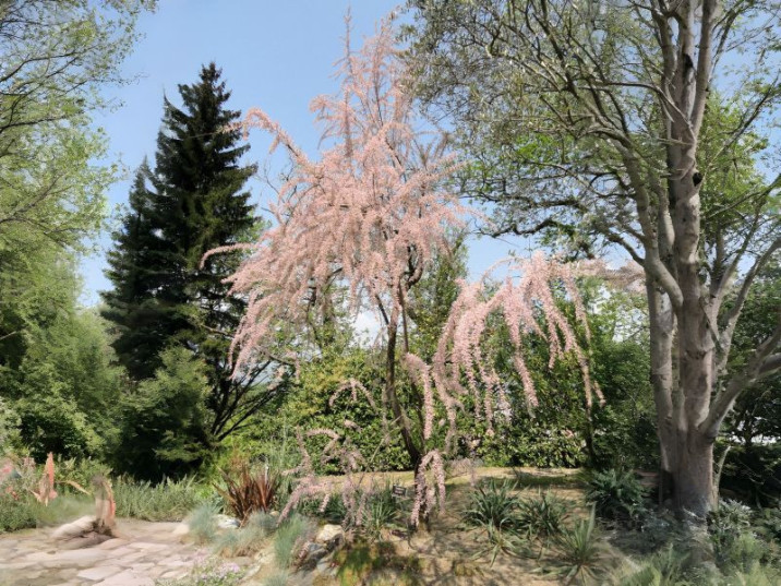 Tamarix gallica