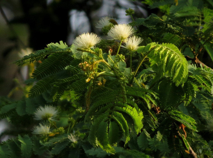 Albizia amara