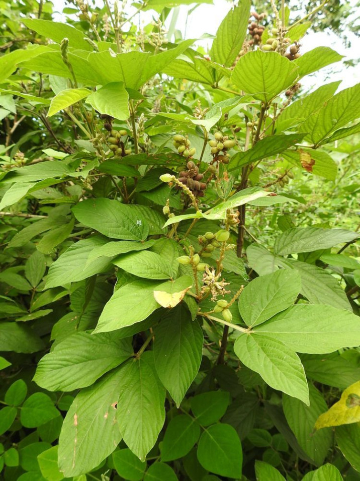 Flemingia macrophylla