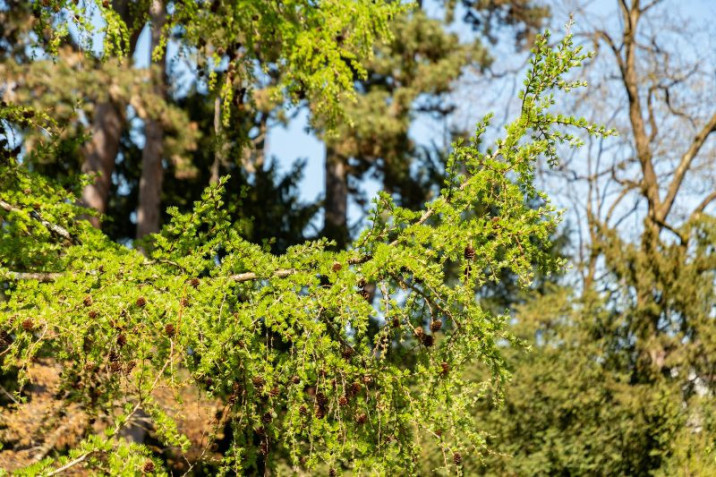 Larix eurolepis