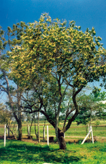 Prunus myrtifolia