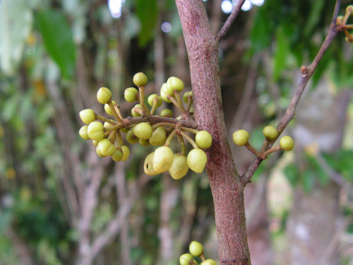 Pera glabrata