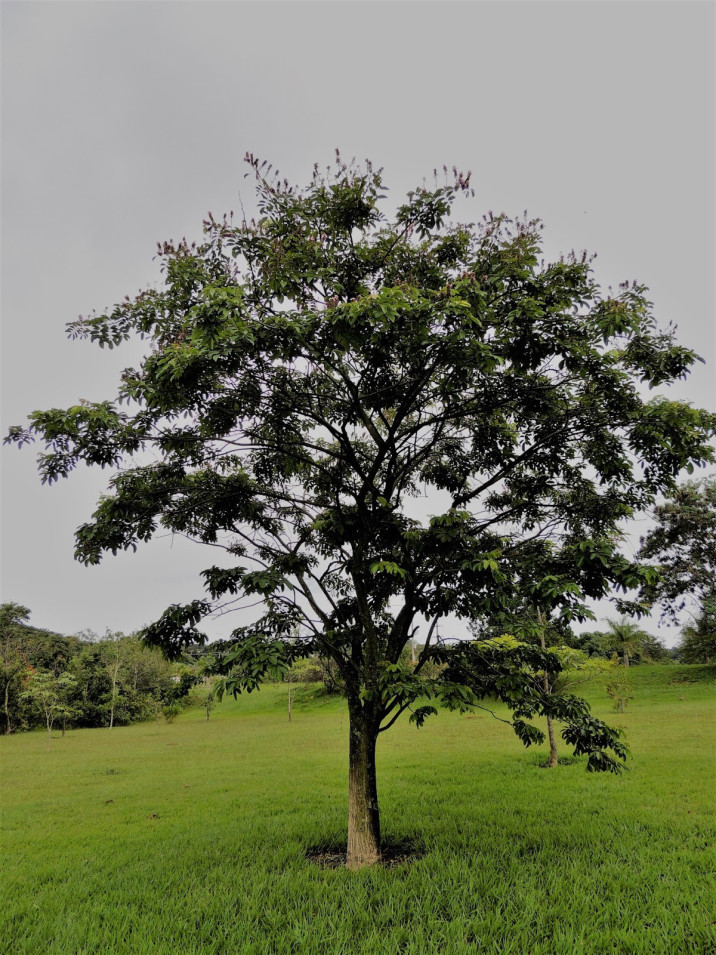 Lonchocarpus cultratus