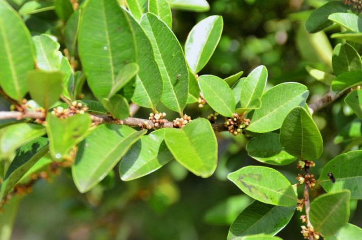Erythroxylum deciduum