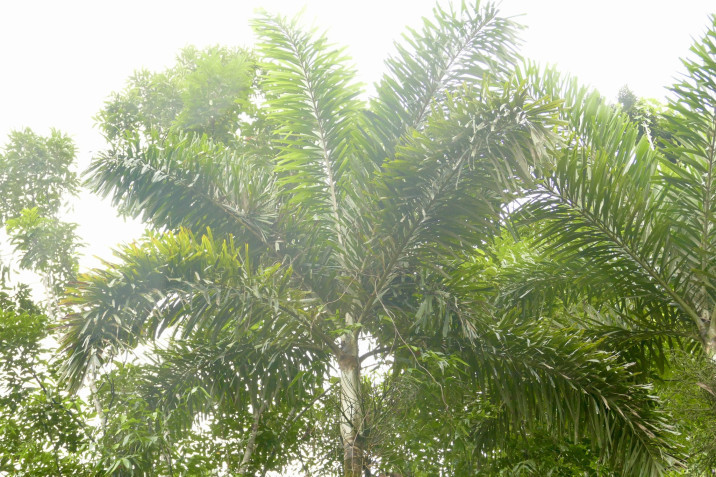 Normanbya normanbyi