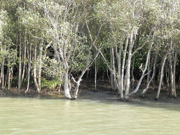 Bruguiera gymnorhiza