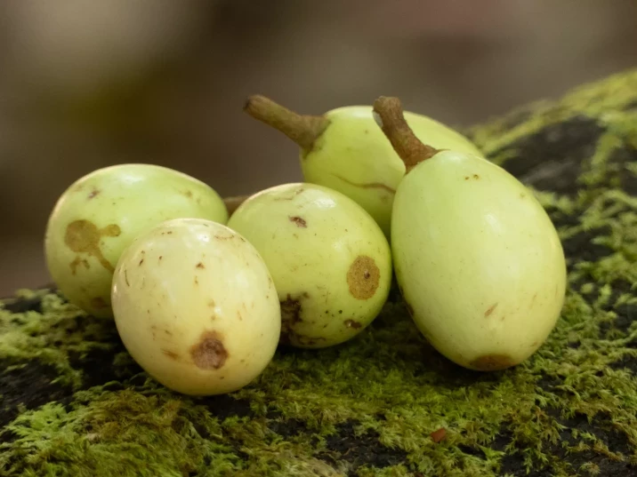 Palaquium galactoxylonum