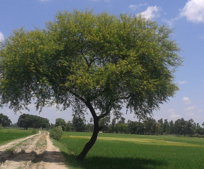 Acacia nilotica